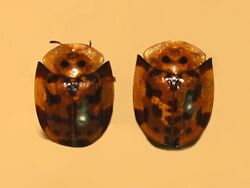 Chrysomelidae - Aspidomorpha deusta.JPG
