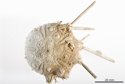 A specimen of Cidaris abyssicola