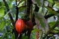 Cocao Pods (24323887312).jpg