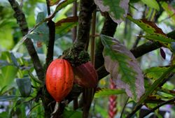 Cocao Pods (24323887312).jpg