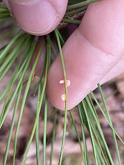 Coleosporium asterum 180474619.jpg