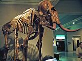 Mammoth skeleton with curved tusks
