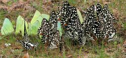 Common Emigrant (Catopsilia pomona) & Lime Butterfly (Papilio demoleus) mud-puddling W IMG 0252.jpg