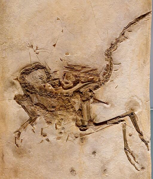 File:Compsognathus longipes cast 3.jpg