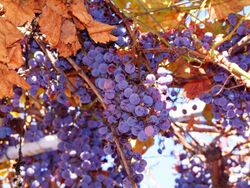 Concord Grapes on vines.jpg