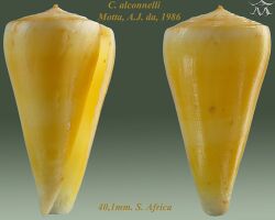 Conus alconnelli 1.jpg