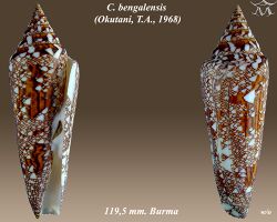 Conus bengalensis 1.jpg