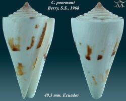 Conus poormani 1.jpg