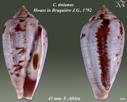 Conus tinianus 1.jpg