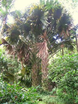 Corypha umbraculifera in Lyon Arboretum.jpg