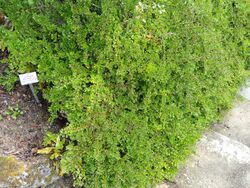 Cotoneaster adpressus - Botanischer Garten München-Nymphenburg - DSC07616.JPG
