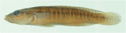 Crenicichla mucuryna (4567391).png