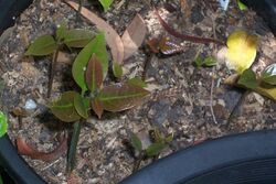 Cryptocarya glaucescens-seedlings1.jpg