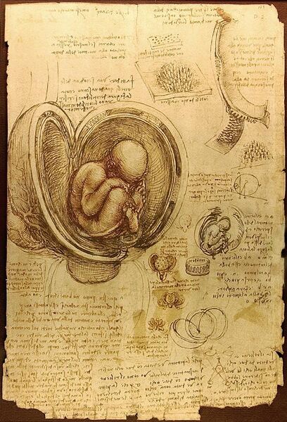 File:Da Vinci Studies of Embryos Luc Viatour.jpg