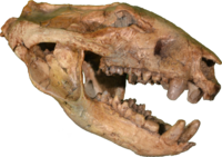 Didelphodon Skull Clean.png