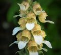 Digitalis lanata. Wooly Foxglove (30755195067).jpg