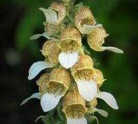 Digitalis lanata. Wooly Foxglove (30755195067).jpg