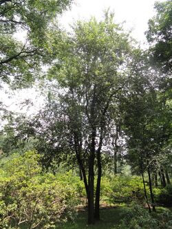 Docynia delavayi - Kunming Botanical Garden - DSC02821.JPG