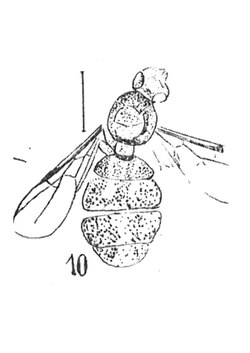 Dolichoderus oviformis femelle 1937 N. Th. Holotype éch R582 x4,8 p. 206, Pl. XIV, Insectes du Sannoisien de Kleinkembs.pdf