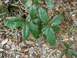 Dwarf-Live-Oak.jpg