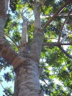 Dysoxylum rufum trunk & leaves.jpg