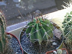 ECHINOPSIS CHACOANA.jpg