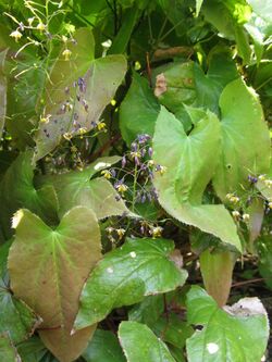 Epimedium sagittatum 1.JPG