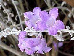 Eremophila delisseri flowers.jpg