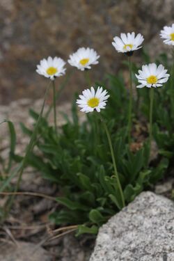 Erigeron garrettii.jpg