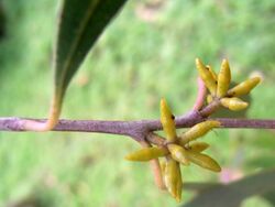 Eucalyptus copulans RBG Sydney.JPG