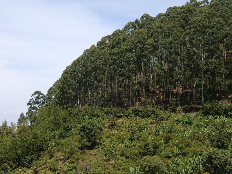 File:Eucalyptus plantation, Kodaikanal.jpg