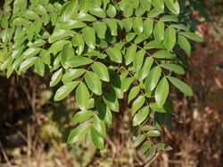 False Thorn (6499453337).jpg