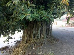 Ficus elastica.jpg