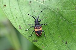 Flickr - ggallice - Long-horned beetle.jpg