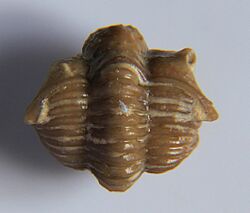 Frencrinuroides capitonis roled dorsal.jpg