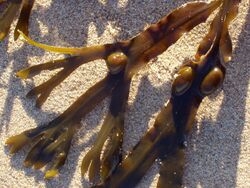 Fucus vesiculosus closeup.jpg