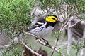 Golden-cheeked Warbler (male)-Kerr WMA-TX - 2015-05-24at13-39-5312 (21618131341).jpg