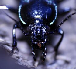 Ground Beetle (Calosoma Externum) (8076119611).jpg