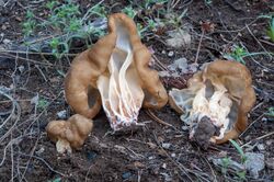 Gyromitra californica.jpg