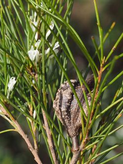 Hakea ochroptera fruit.jpg