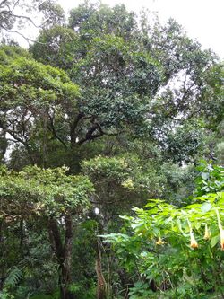 Hakgale botanical garden Scolopia crassipes 2017-10-23 (56).jpg