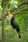 Hornbill 2.jpg