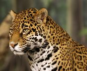 Jaguar head shot-edit2.jpg