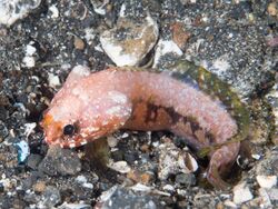 Jawfish (Stalix sp.) (41480592115).jpg