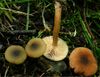 Lactarius obscuratus 25467.jpg