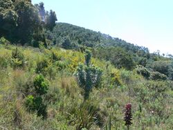 Leucadendron argenteum - Silvertree Forest - Table Mountain regrowth.JPG