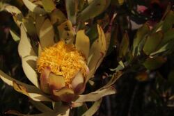 Leucadendron barkerae 15775707.jpg