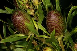 Leucadendron salicifolium 1DS-II 3-5497.jpg