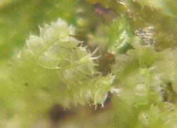 Lophocolea bidentata0a.jpg