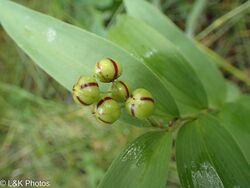 Maian stellatum green berries.jpg